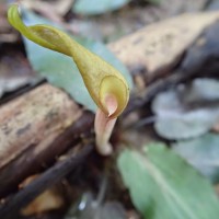 Cryptocoryne walkeri Schott
